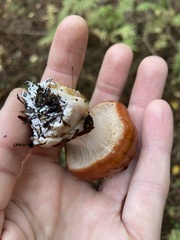 Cortinarius mucosus