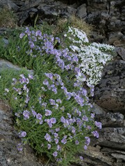 Polemonium elegans