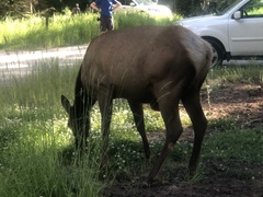 Cervus canadensis canadensis