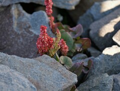 Oxyria digyna