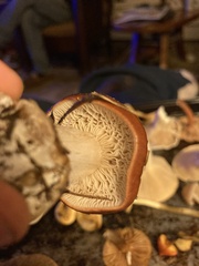 Cortinarius mucosus