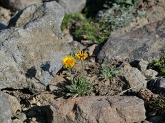 Erigeron aureus