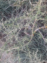 Asparagus verticillatus