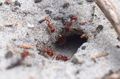 Pogonomyrmex badius