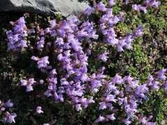 Penstemon davidsonii