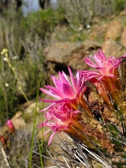 Eriosyce nigrihorrida