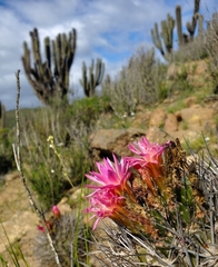 Eriosyce nigrihorrida