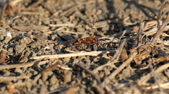 Dasymutilla scaevola