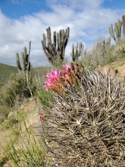 Eriosyce nigrihorrida