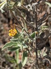 Heterotheca canescens