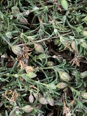 Spergularia rubra