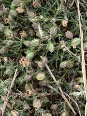 Spergularia rubra