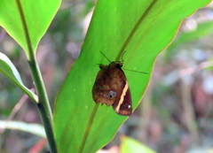 Xanthotaenia busiris