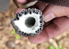 Morchella tomentosa