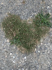Spergularia rubra