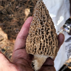 Morchella tomentosa