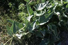 Cucurbita foetidissima