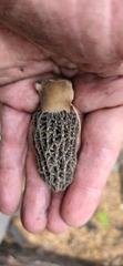Morchella tomentosa