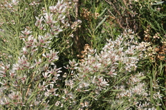 Baccharis neglecta