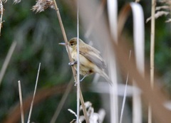 Acrocephalus australis