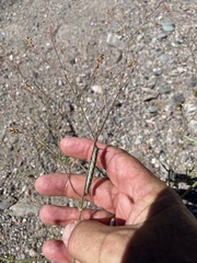 Caryophyllales