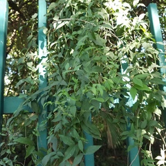 Dolichandra unguis-cati