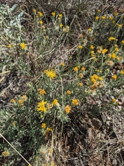Xanthisma spinulosum