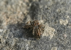 Attinella dorsata