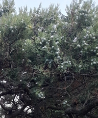 Juniperus excelsa