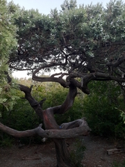 Juniperus excelsa