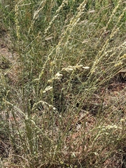 Eragrostis superba