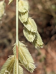 Eragrostis superba