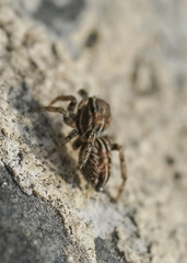 Attinella dorsata