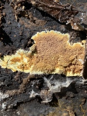 Steccherinum ochraceum