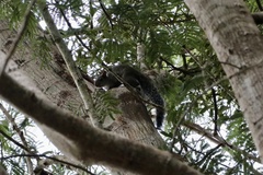 Sciurus yucatanensis