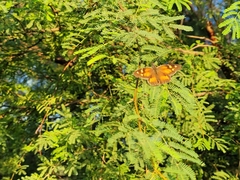Prosopis glandulosa