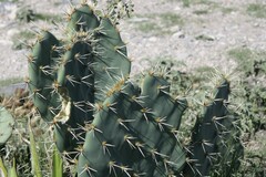 Opuntia rastrera