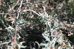 Berberis trifoliolata