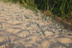 Convolvulus persicus