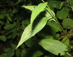 Ophiomyia parda