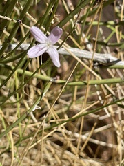 Stephanomeria pauciflora