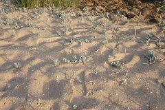 Convolvulus persicus
