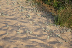 Convolvulus persicus