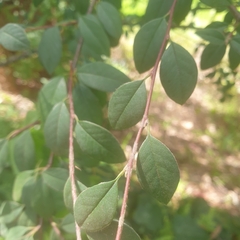 Cotoneaster glaucophyllus