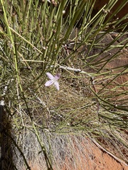 Stephanomeria pauciflora