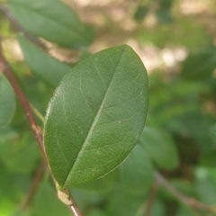 Cotoneaster glaucophyllus