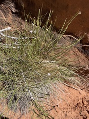 Stephanomeria pauciflora