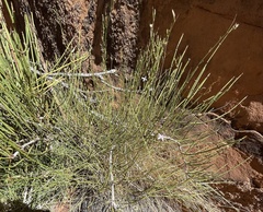Stephanomeria pauciflora