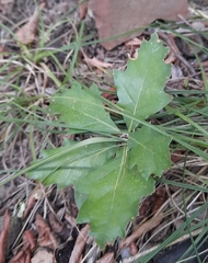 Torminalis glaberrima