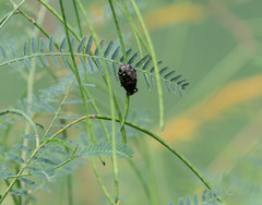 Protaetia orientalis sakaii